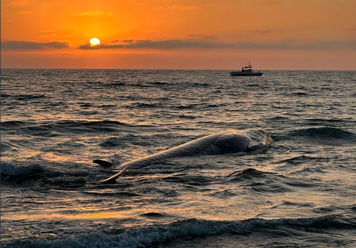 whale